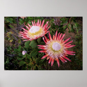 Poster Protéa géant (Protea Cynaroides), Helderberg