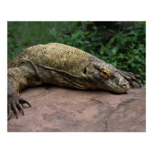 Poster Protecteur Komodo Dragon