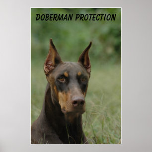 Poster Protection Doberman