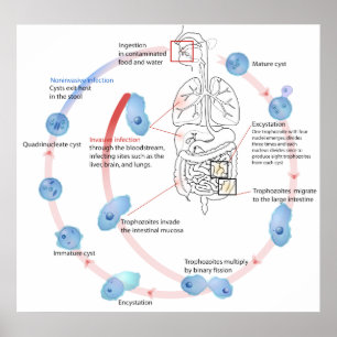 Poster Protozoaire parasite Entamoeba Histolytica Diagram