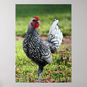 Poster "Proud Little Rooster"