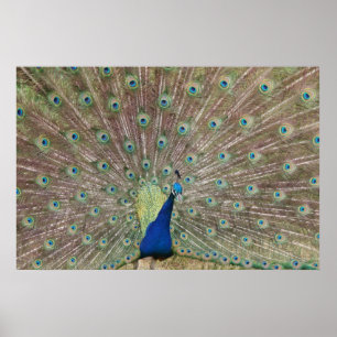 Poster Prouve Peacock