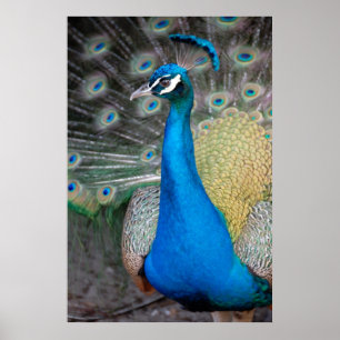 Poster Prouve Peacock