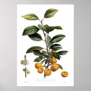 Poster Prune de mirabelle (syriaca de variétés de