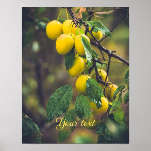 Poster Prunes jaunes après la pluie