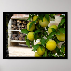 Poster Prunes jaunes Bois rustique