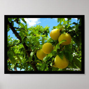 Poster Prunes jaunes ciel bleu
