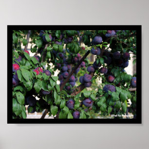 Poster Prunes violettes nichées parmi les feuilles