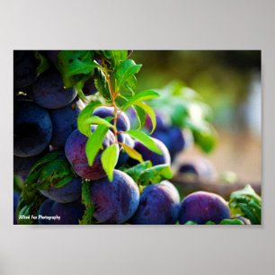 Poster Prunes violettes sur l'arbre
