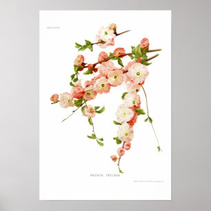 Poster Prunus triloba (amande à fleurs)