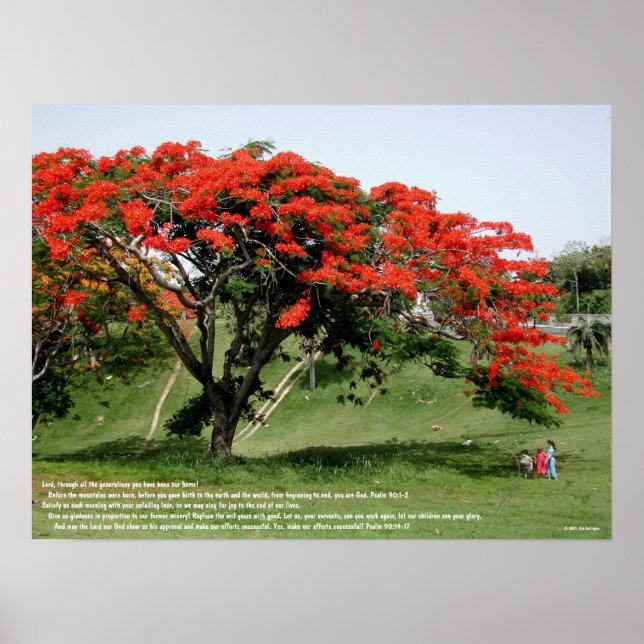 Poster Psaume flamboyenne 90 (Devant)