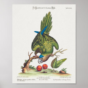 Poster Psittacus minor gutture fusco, occidentalis  1749