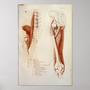 Poster Psoas Lumbar Anatomie des muscles de la colonne ve