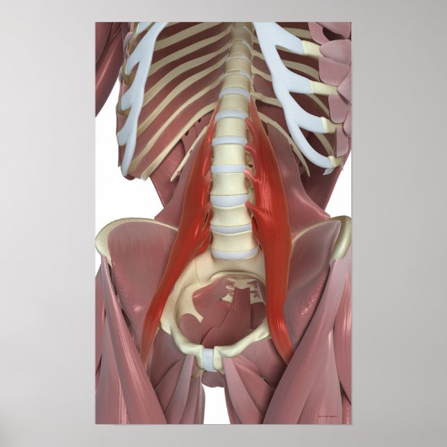 Poster Psoas Major (Devant)