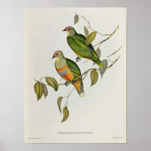 Poster Ptilinopus Ewingii