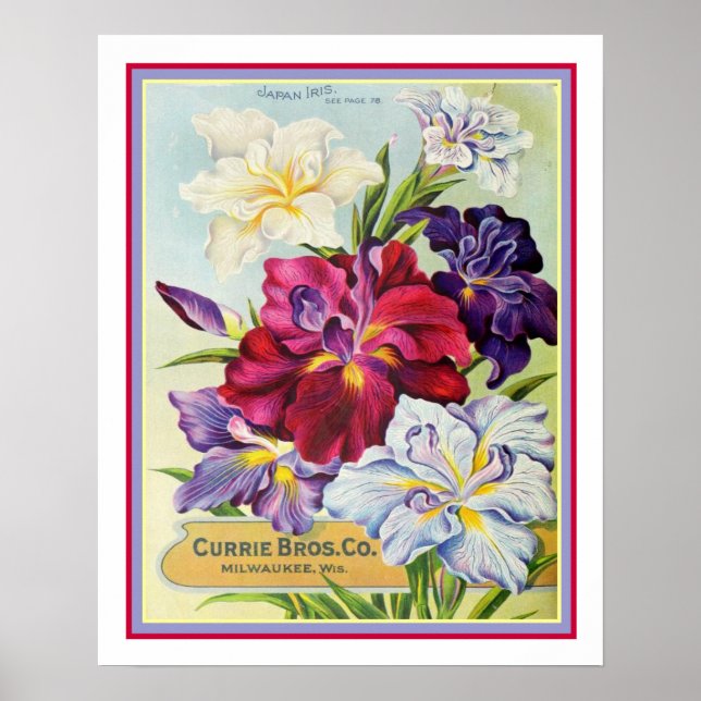 Poster Publicité vintage de semences Iris japonais 16x20 (Devant)