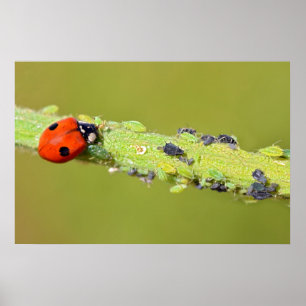 Poster Pucerons de Ladybug