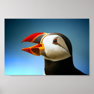 Poster Puffin