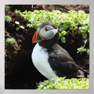 Poster Puffin