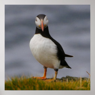 Poster Puffin
