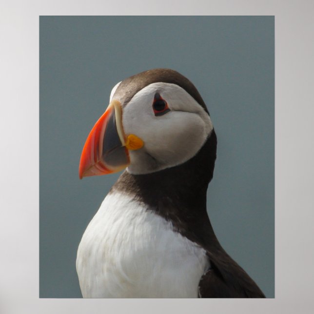 Poster Puffin (Devant)