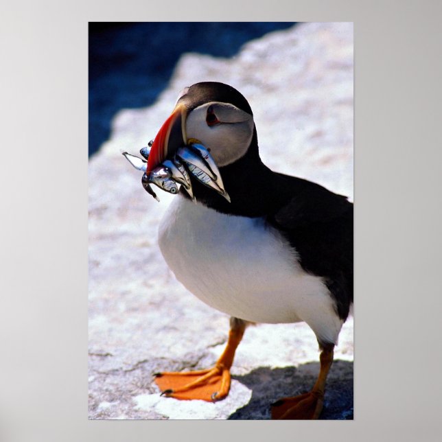 Poster Puffin (Devant)