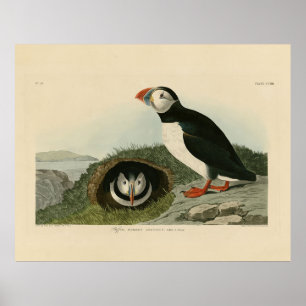 Poster Puffin atlantique des oiseaux d'Amérique d'Audubon