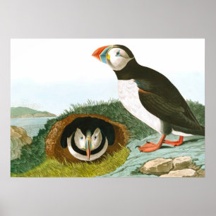 Poster Puffin de John James Audubon