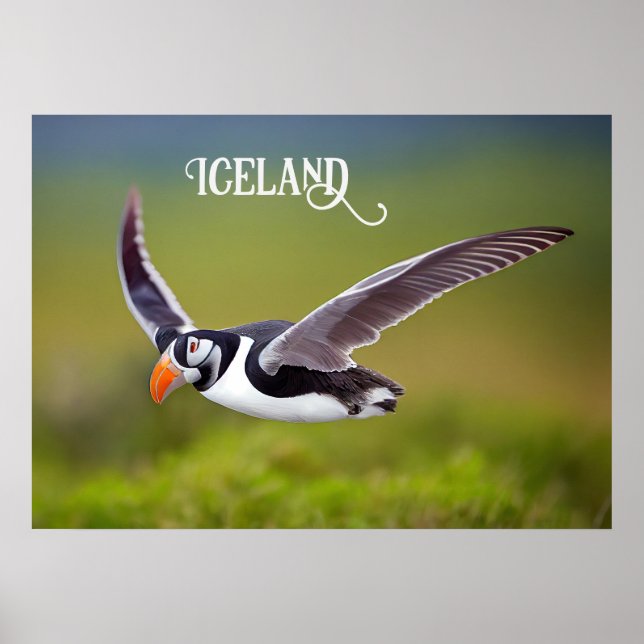 Poster Puffin d'Islande (Devant)