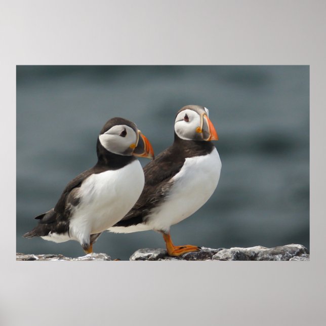 Poster Puffin Duo (Devant)