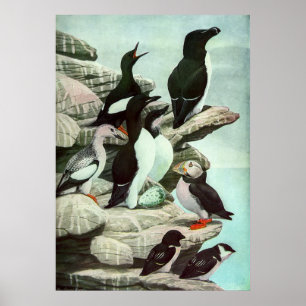 Poster Puffins vintages et oiseaux aquatiques de Louis Fu