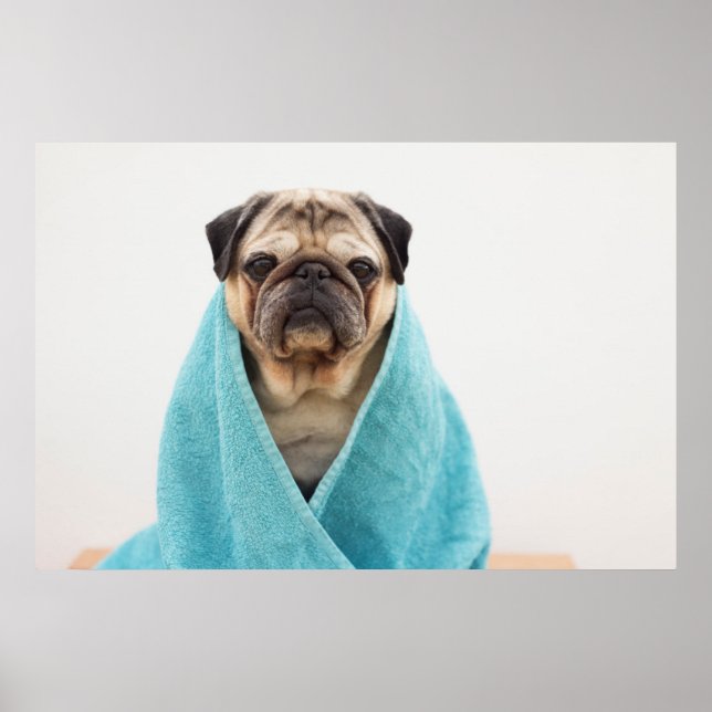 Poster Pug (Devant)