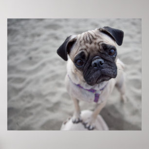 Poster Pug Closeup