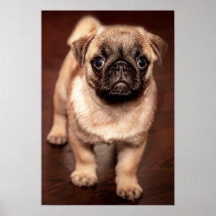 Poster Pug puppy