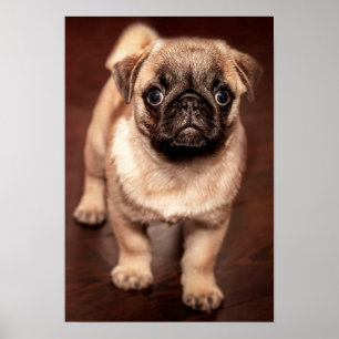 Poster Pug puppy