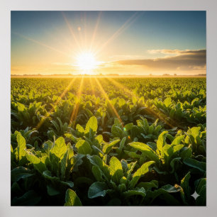 Poster Puissance vitale du soleil