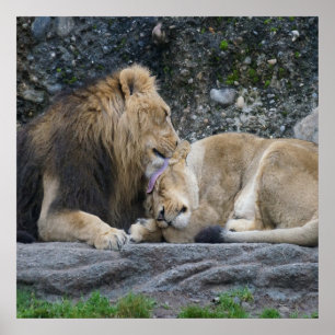 Poster Puissant amour Lion