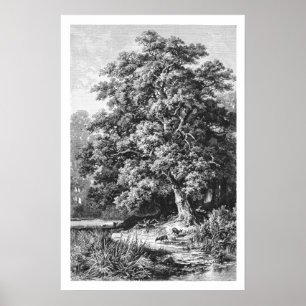 Poster Puissant chêne Vintage noir et blanc