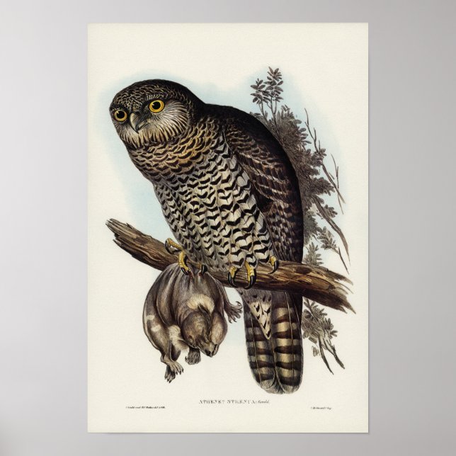Poster Puissant hibou par Elizabeth Gould (Devant)