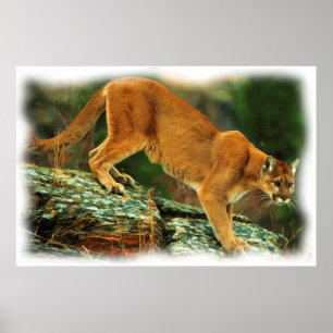 POSTER PUMA