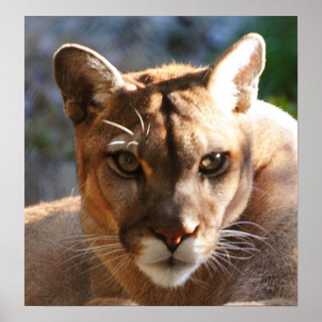 Poster Puma Closeup (Devant)