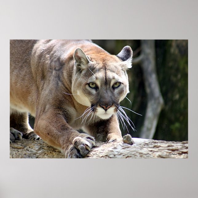 Poster Puma sauvage (Devant)