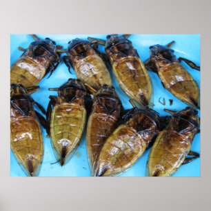 Poster Punaise d'eau géante frite (Maeng Daa) ... Nourrit