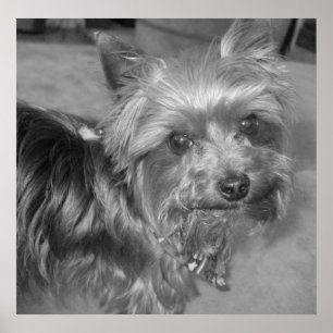 Poster Pup non-absurde