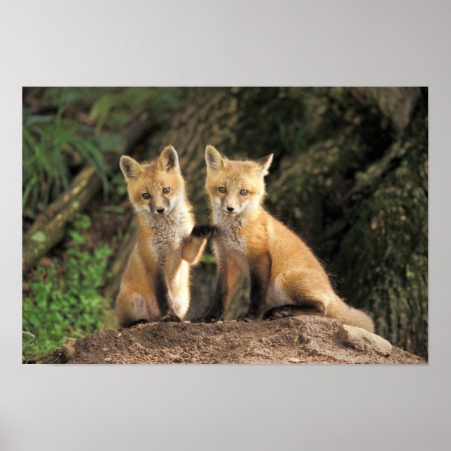 Poster Pup Red Fox devant den Vulpes vulpes) (Devant)