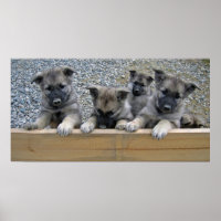 Puppies de Norvège