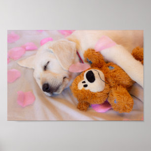 Poster Puppy cuddles 02