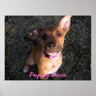 Poster Puppy Love