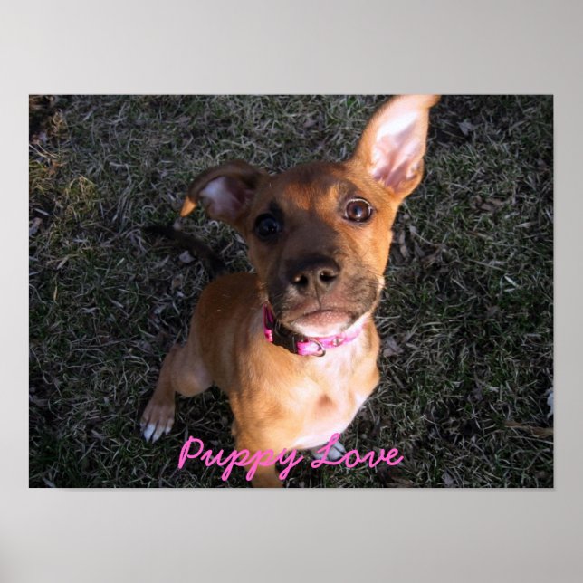 Poster Puppy Love (Devant)