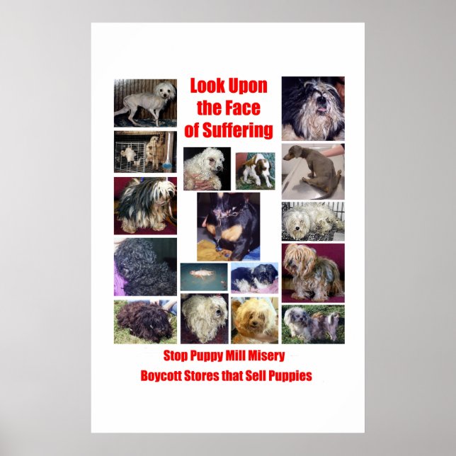 Poster Puppy Mills brasse l'affiche Misery (Devant)